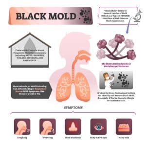 infograph about the effects black mold have on humans