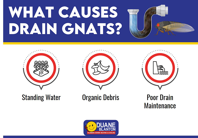 what causes gnats